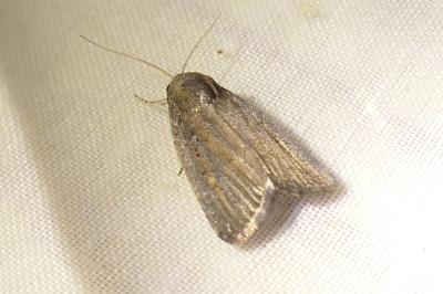 <i>Proxenus hospes</i>