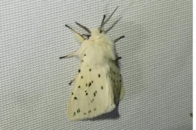 <i>Spilosoma lubricipeda</i>