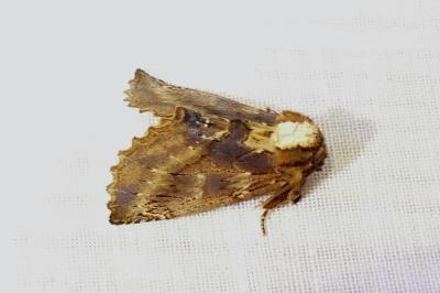 <i>Ptilodon capucina</i>