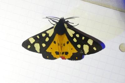 <i>Arctia villica</i>