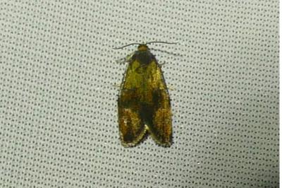 <i>Ptycholoma lecheana</i>