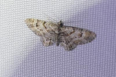 <i>Gymnoscelis rufifasciata</i>