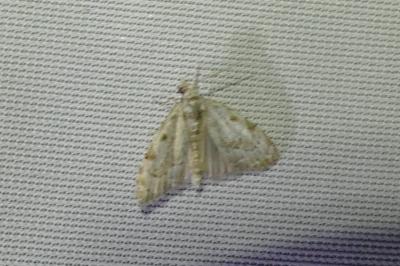 <i>Nola confusalis</i>