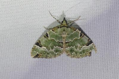 <i>Colostygia pectinataria</i>