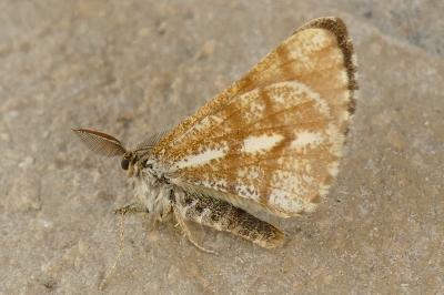 <i>Bupalus piniaria</i>