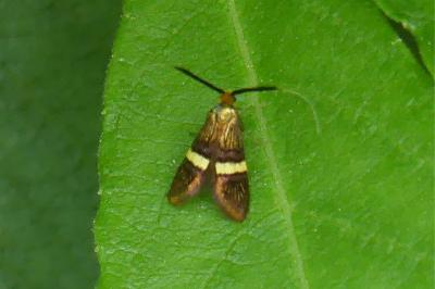 <i>Adela croesella</i>