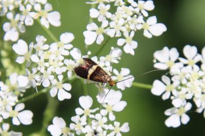 <i>Adela croesella</i>