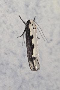 <i>Ethmia bipunctella</i>