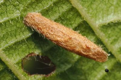 <i>Coleophora serratella</i>