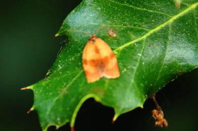 <i>Cacoecimorpha pronubana</i>