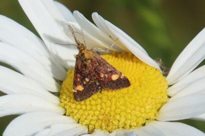 <i>Pyrausta aurata</i>