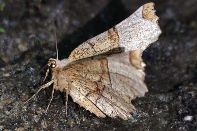 <i>Selenia lunularia</i>