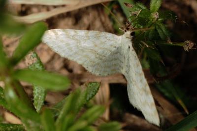 <i>Asthena albulata</i>