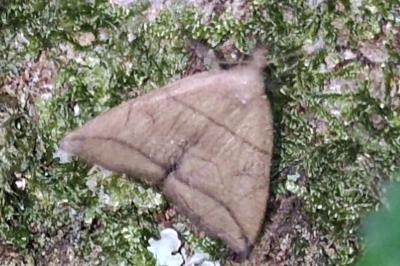 <i>Herminia grisealis</i>