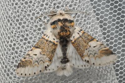 <i>Furcula furcula</i>