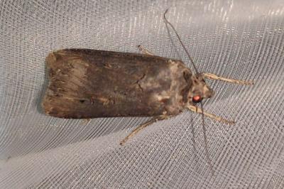 <i>Agrotis ipsilon</i>