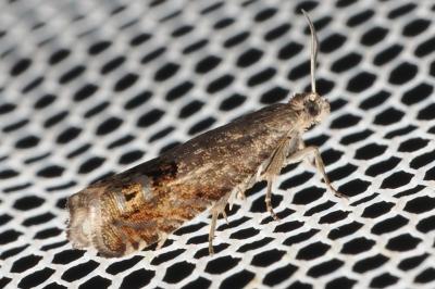 <i>Cydia succedana/ulicetana</i>