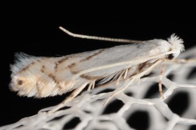 <i>Phyllonorycter harrisella</i>