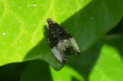 <i>Hedya pruniana</i>