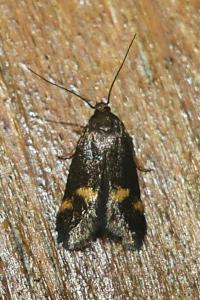 <i>Borkhausenia minutella</i>