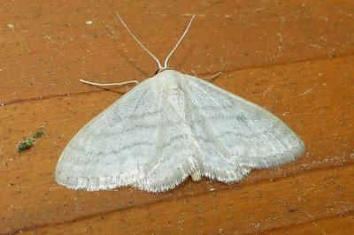 <i>Cabera pusaria</i>