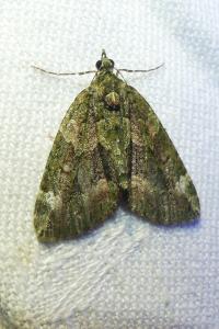 <i>Chloroclysta siterata</i>