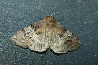 <i>Tethea ocularis</i>