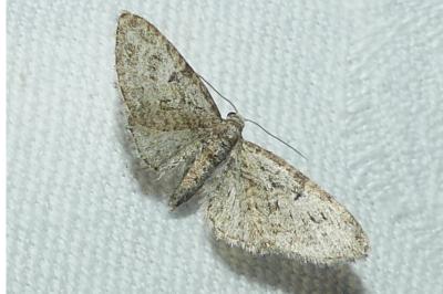 <i>Eupithecia abbreviata</i>
