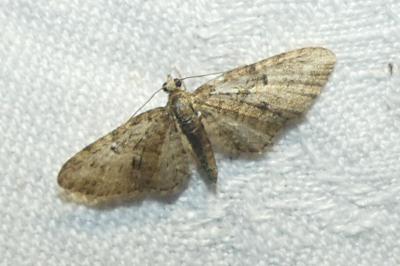 <i>Eupithecia abbreviata</i>