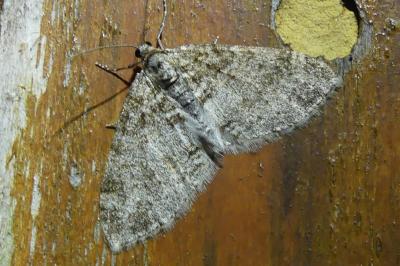 <i>Lobophora halterata</i>