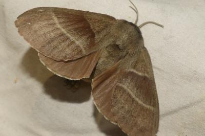 <i>Macrothylacia rubi</i>