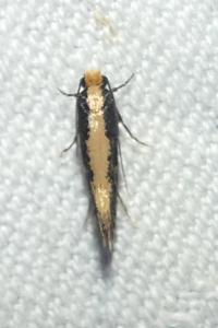 <i>Monopis crocicapitella</i>