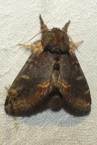 <i>Notodonta dromedarius</i>