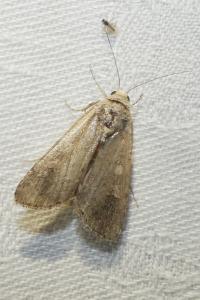 <i>Spodoptera exigua</i>