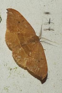 <i>Watsonalla uncinula</i>