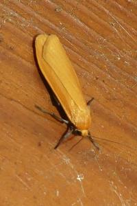 <i>Wittia sororcula</i>