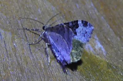 <i>Xanthorhoe fluctuata</i>