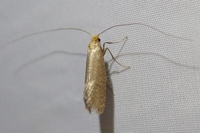 <i>Nematopogon adansoniella</i>