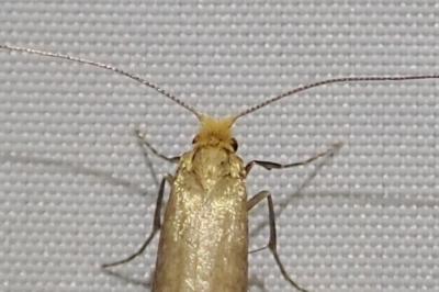 <i>Nematopogon adansoniella</i>