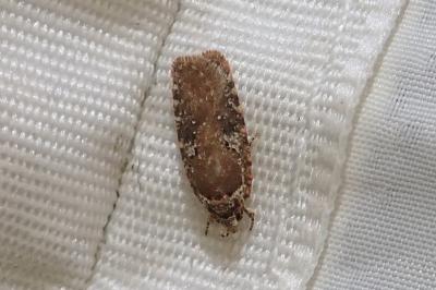 <i>Agonopterix purpurea</i>