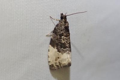 <i>Hedya pruniana</i>