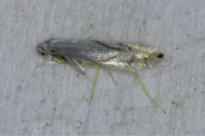 <i>Phyllonorycter</i>
