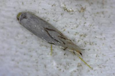 <i>Phyllonorycter</i>