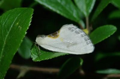 <i>Cilix hispanica</i>