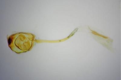 <i>Cilix hispanica</i>