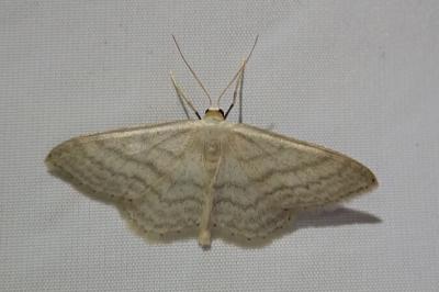 <i>Idaea subsericeata</i>