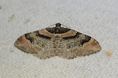 <i>Catarhoe rubidata</i>