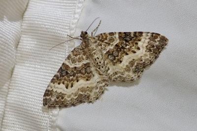 <i>Epirrhoe alternata</i>