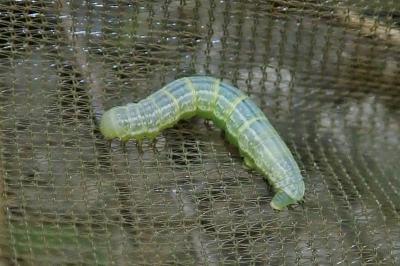 <i>Operophtera brumata</i>