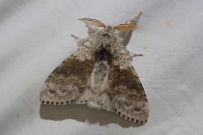 <i>Calliteara pudibunda</i>